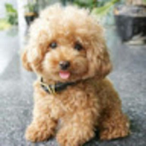 Meet your Posher, Isabella